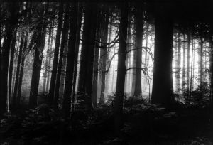 germanforest72.jpg