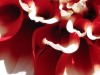 IMG_4772-copy