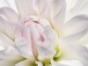 IMG_4777-copy
