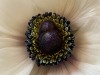 anemone_6985