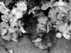 fallenflowers-copy