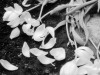 shattered_2-copy