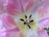tulip_pinkswirl-copy