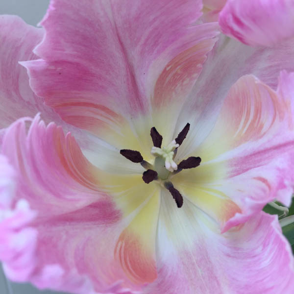 tulip_pinkswirl-copy